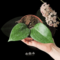 Hoya macrophylla ‘Borneo’ – هويا بورنيو ذات الأورا...