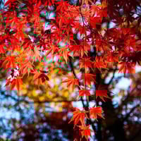 Acer rubrum شجره القيقب