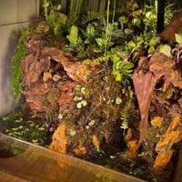 بلوداريوم paludarium