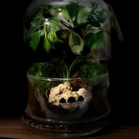 Terrarium- bonsai 22