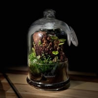 Terrarium 23