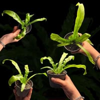 سرخس عشّ الطائر الصغير – Mini Asplenium antiquum