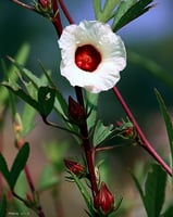 كركديه(عضوي) 30بذرة