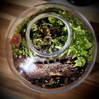 Terrarium 17