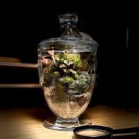 Terrarium 15