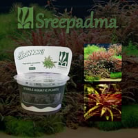 Hygrophila pinnatifida UK TC Cup