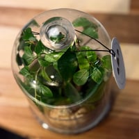 Terrarium- bonsai 22