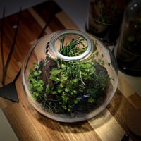 Terrarium tropical 21