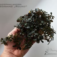 Bucephalandra Kodagang