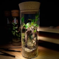 Bonsai-terrarium 3