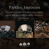 إيزوبود الباندا – Panda Isopods