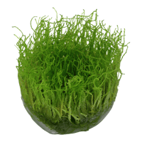 Taxiphyllum barbieri 'Bogor Moss'