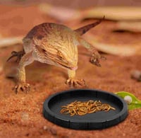 2PCS اطباق الزواحف للطعام والماء