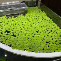 Salvinia auriculatas