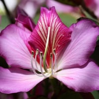 للطيور الطنانهBauhinia variegata