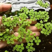 Salvinia auriculatas