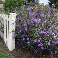 نبات الرويليا (عضوي)30 بذره