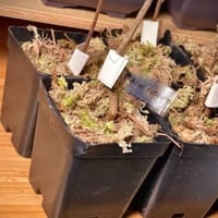 Acer rubrum شجره القيقب