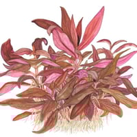 Alternanthera reineckii 'Mini'