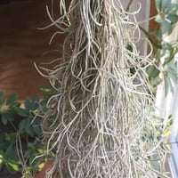 Spanish moss مجفف