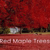 Acer rubrum شجره القيقب