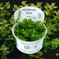 Bacopa caroliniana 1-2-Grow!