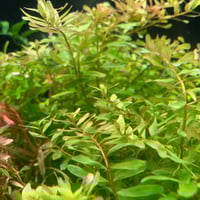Rotala sp. 'Ceylon'