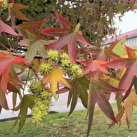 Sweet Gum شجره اللبان