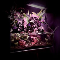 بلوداريوم ‏P002