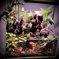 بلوداريوم ‏P002