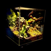 تيراريوم ‏T001