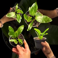 Mini Asplenium nidus – سرخس عشّ الطائر الصغير (شكل...