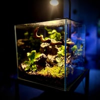 تيراريوم ‏T001