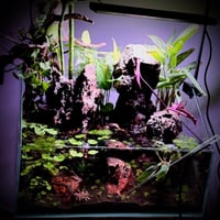 بلوداريوم ‏P002