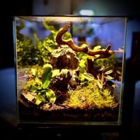 تيراريوم ‏T001