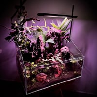 بلوداريوم ‏P002