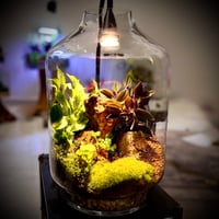 تيراريوم ‏T003