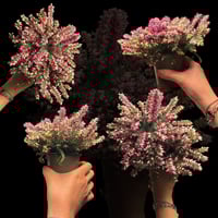 Darley Dale Winter Heath - إريكا مزهرة