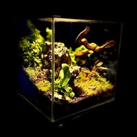 تيراريوم ‏T001