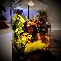 تيراريوم ‏T003