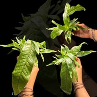 🐊 سرخس جلد التمساح – Microsorum musifolium ‘Croco...