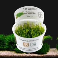 Vesicularia ferriei 'Weeping Moss'