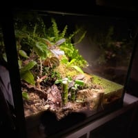 بلوداريوم paludarium