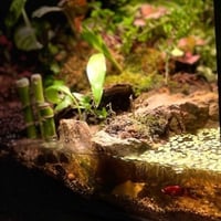 بلوداريوم paludarium