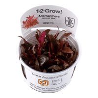 Alternanthera reineckii 'Mini'