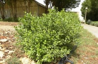 بذور الحناء البلدي 50بذره