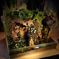بلوداريوم paludarium