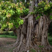 فيكس لسان العصفور 50بذره