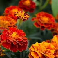 ماري جولد فرنسي (عضوي) 50 بذره