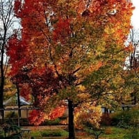 Sweet Gum شجره اللبان